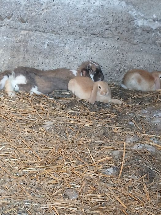 Sprzedam młode baranki francuskie