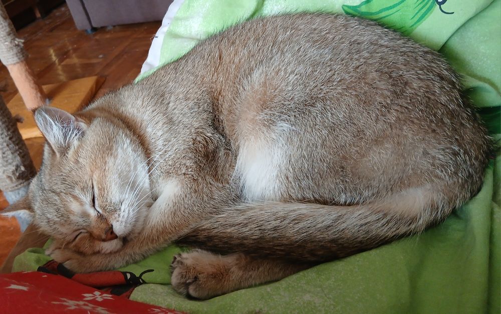 Чистокровная шиншилла
