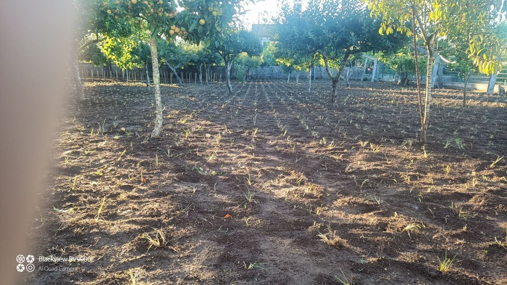 relva escalracho p/entrega ou envio