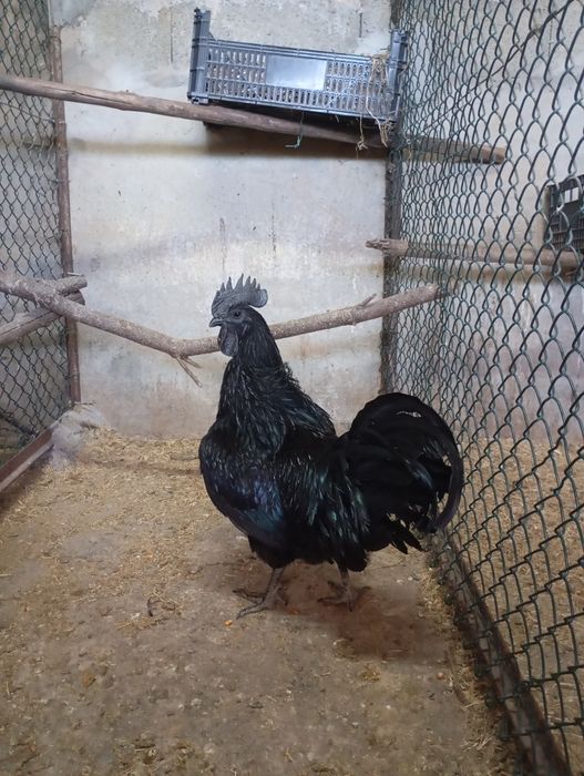 Ovos ferteis de patos e galinhas algumas raças