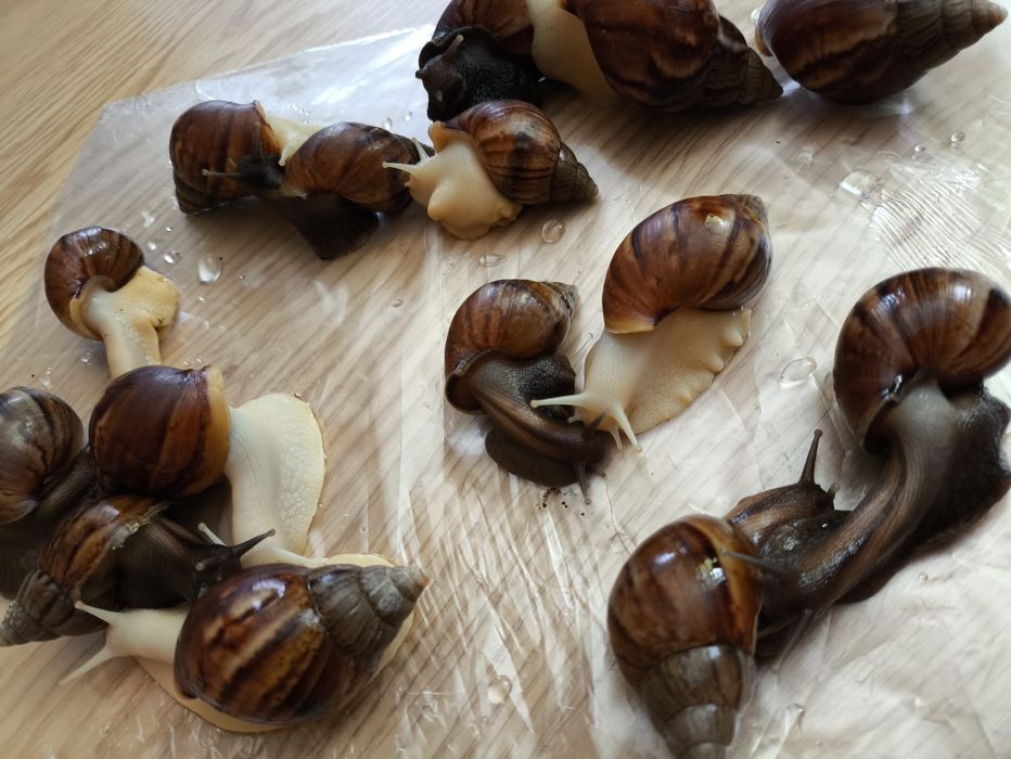 Равлики Ахатини, 1 та 5 років