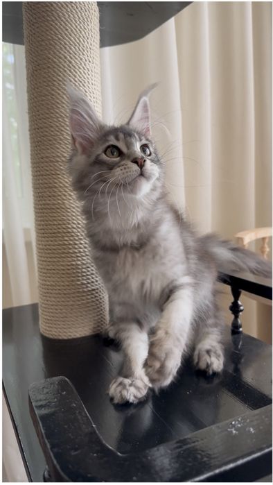 Кошенята мейн кун хлопчики і дівчатка