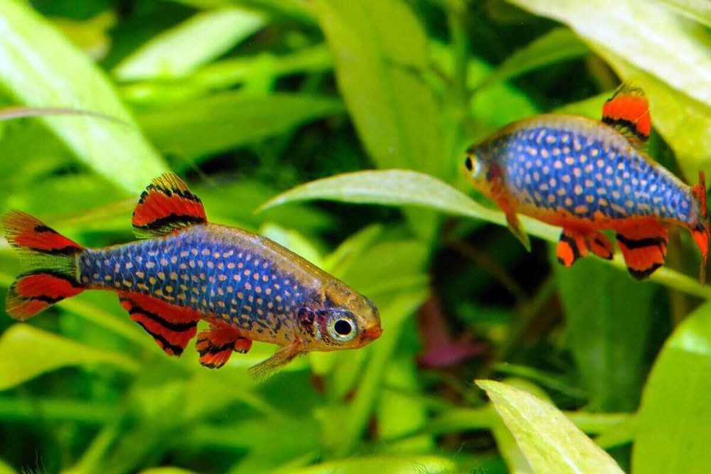 Danio perłowy - Danio margaritatus - Microrasbora galaxy - Razbora