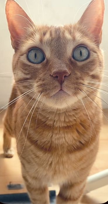Petsitter animais