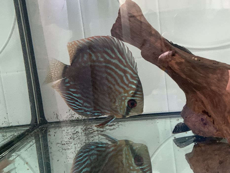 Vendo discu piwowarosky red turquesa