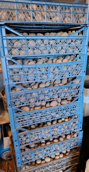 Картопля середня, з привозкою у Львові.