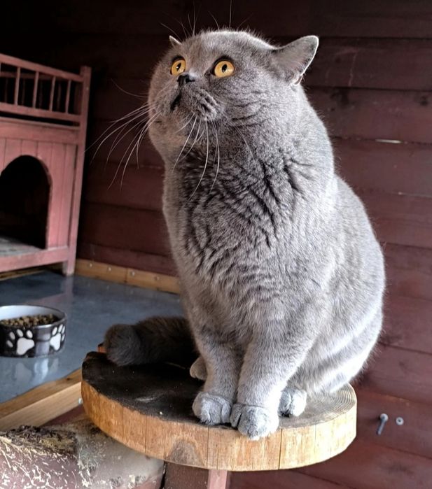 Kot Brytyjski kotka liliowa gotowa do zmiany domu
