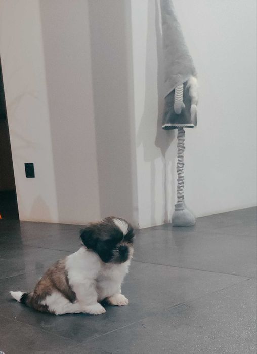 Szczenięta shih tzu