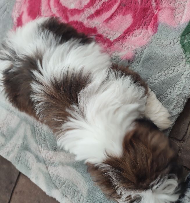 Shihtzu suczka tricolor