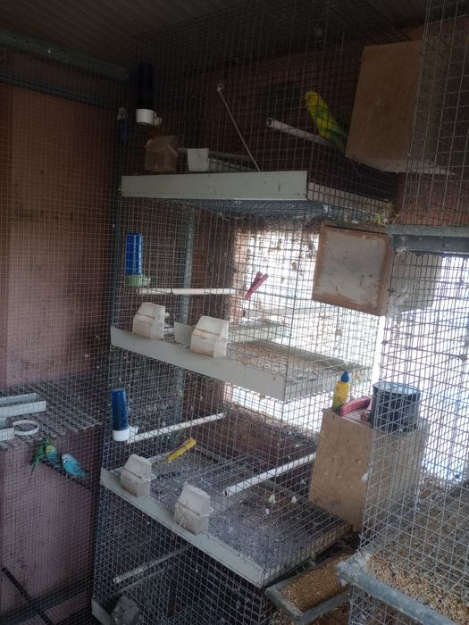 Gaiolas , voadeiras e módulos criação