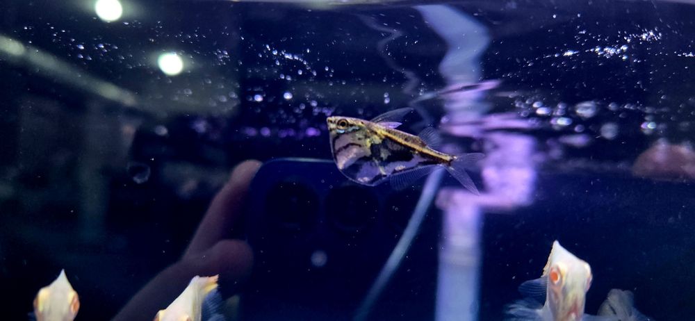 Pstrązenica marmurkowa C. Strigata/ Strefa Egzotyki
