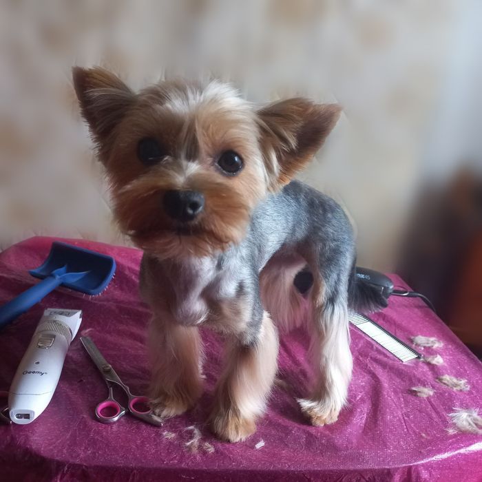 Услуги груминга, стрижка собак и котов (Клочко-6)