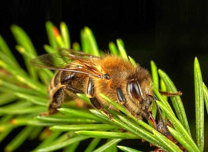 Miód spadziowy z drzew iglastych – najwyższa jakość!