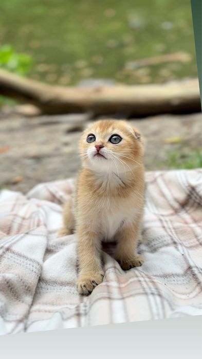 Чарівні Scottish Fold кошенята золотої шиншили