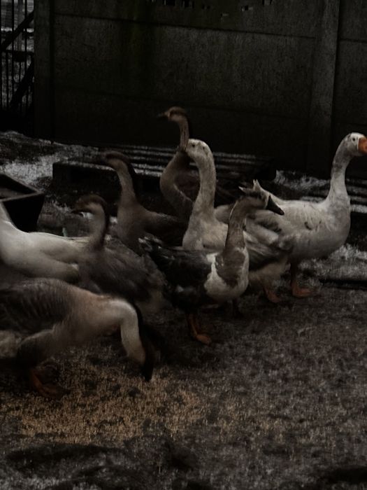 Gesi garnonose promocja