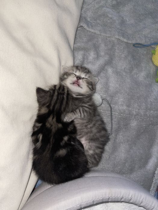 Шотландские котята короткошерстные, ласковые.