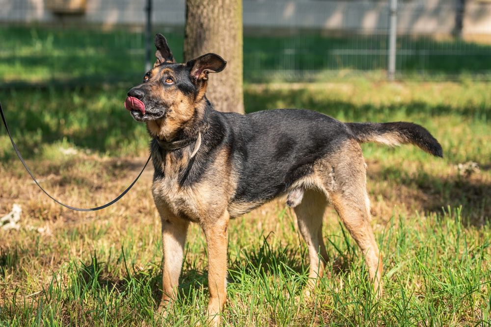 Pies Brutus w typie owczarka niemieckiego, ONka do adopcji!