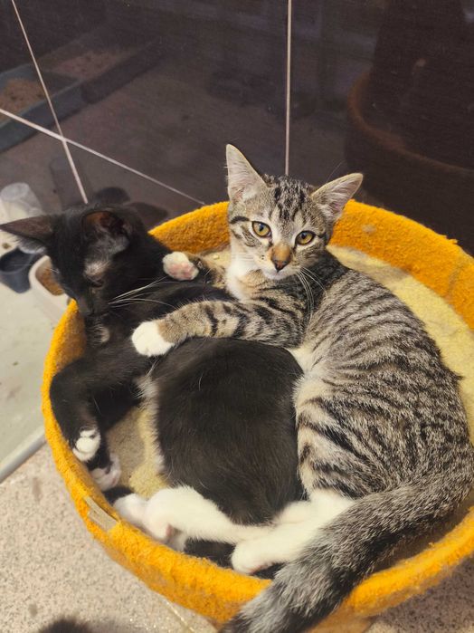 Dois gatinhos para adoçao responsavel