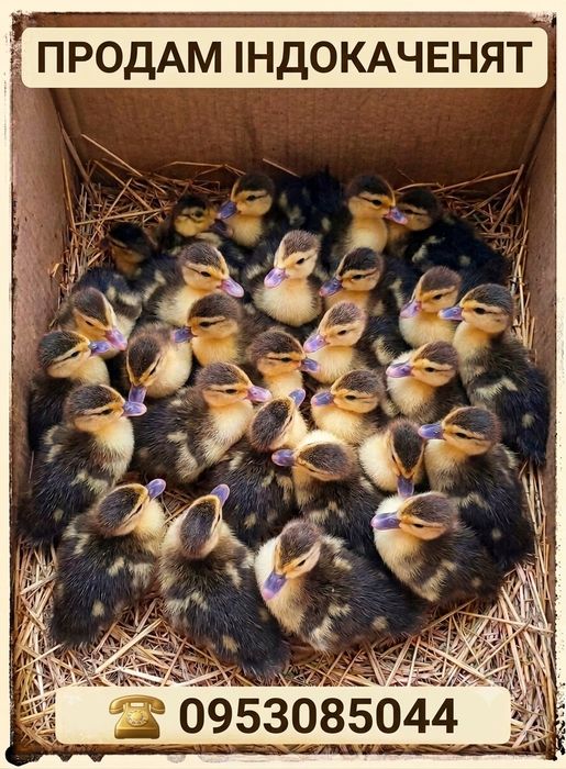 Продам індокаченят