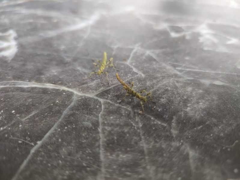 Straszyk Trachyaretaon sp. North Luzon,straszyk,straszyki