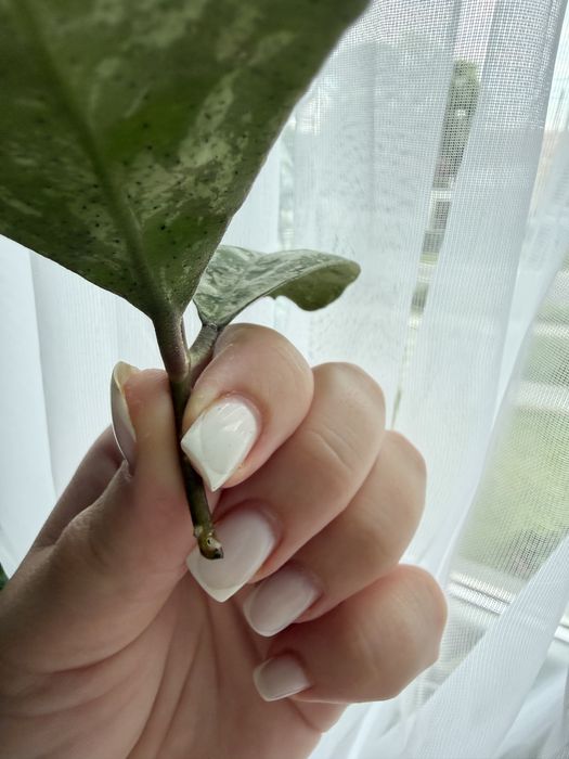 Hoya deykeae morning dew