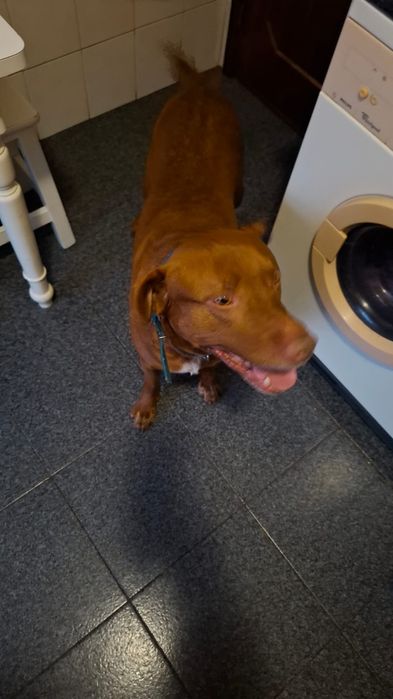 Cão para adoção muito dócil