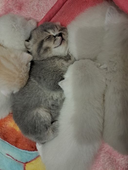 Кошенята шотландські висловухі