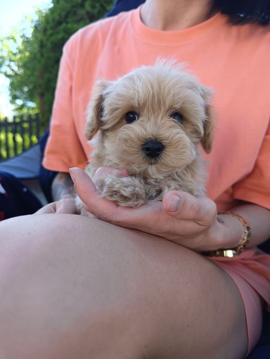 Sprzedam suczkę maltipoo