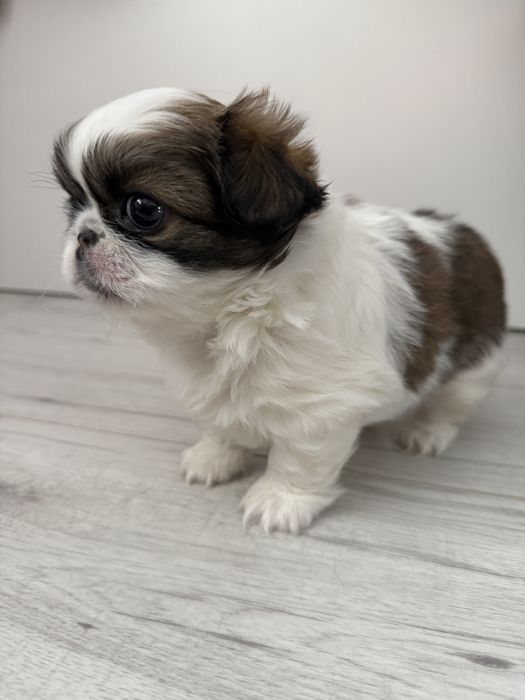 Pekińczyki suczki/ZAREZERWOWANE DO 9.03