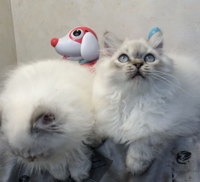 Шотландские голубоглазые котята