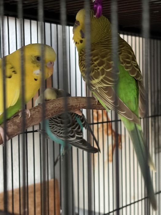 Vendo Casal de Caturras