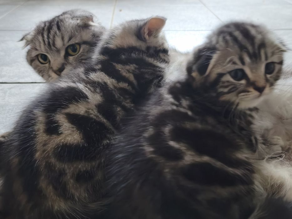 Шотландский мальчик