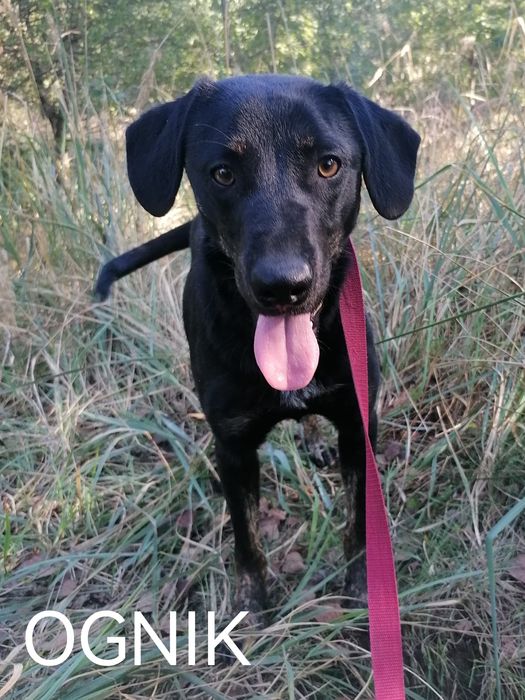 OGNIK młody wesoły pies w typie gończego poleca się do adopcji