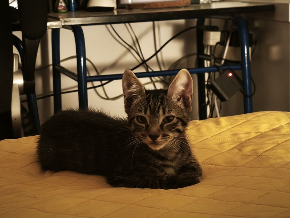 Gatinha de 2 meses para adoção, responsável