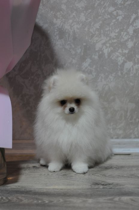 Плюшевые VIP медвежата