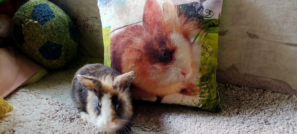 Декоративні карликові кроленята