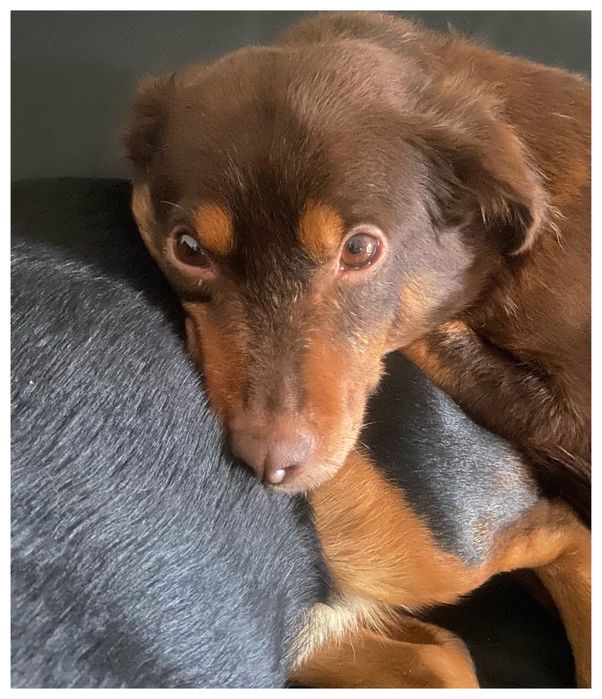 Choko - do adopcji sunia - czekoladowa piękność