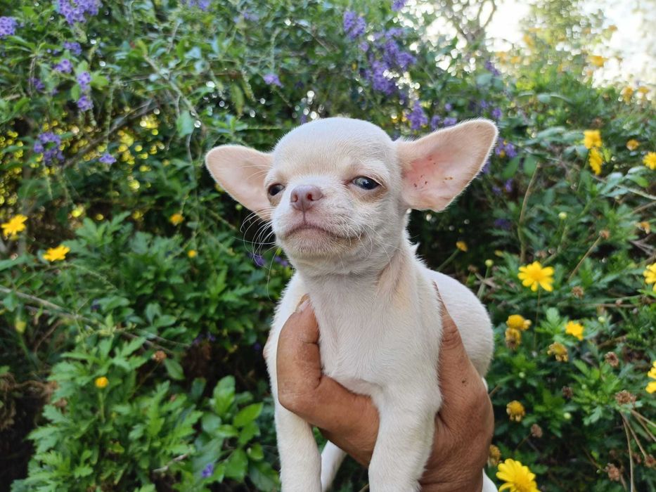 Chihuahua mini machinho pêlo curto