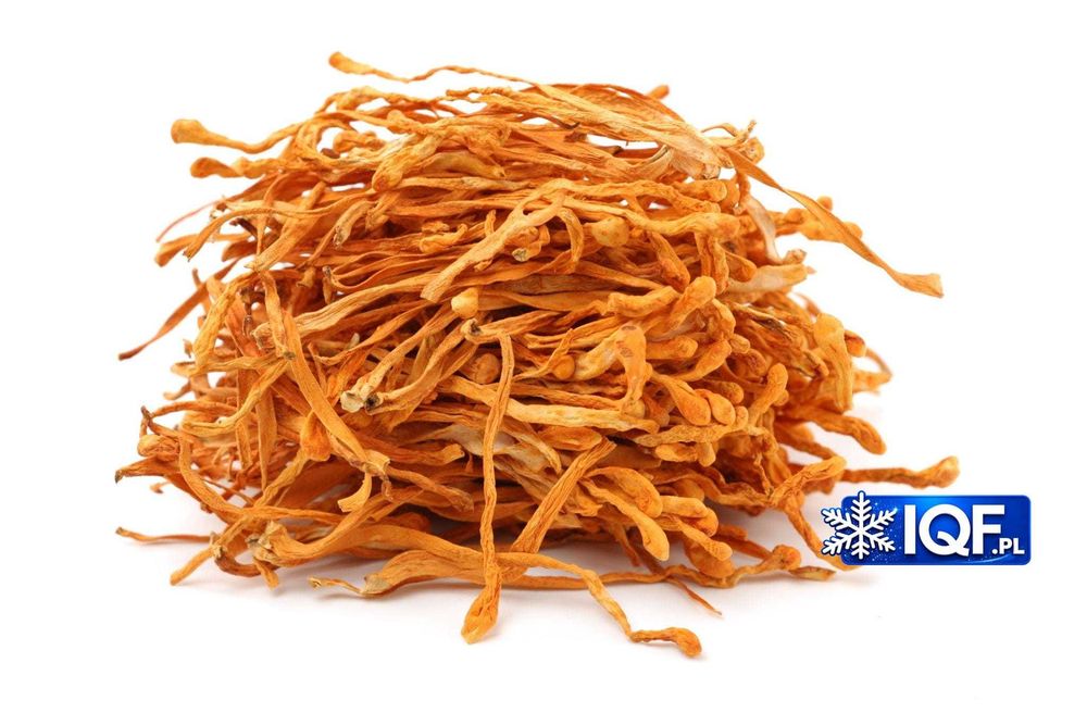 Kordyceps suszony Cordyceps 100g Maczużnik bojowy grzyby suszone grzyb