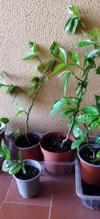 Ora Pro Nobis desde 5 euros