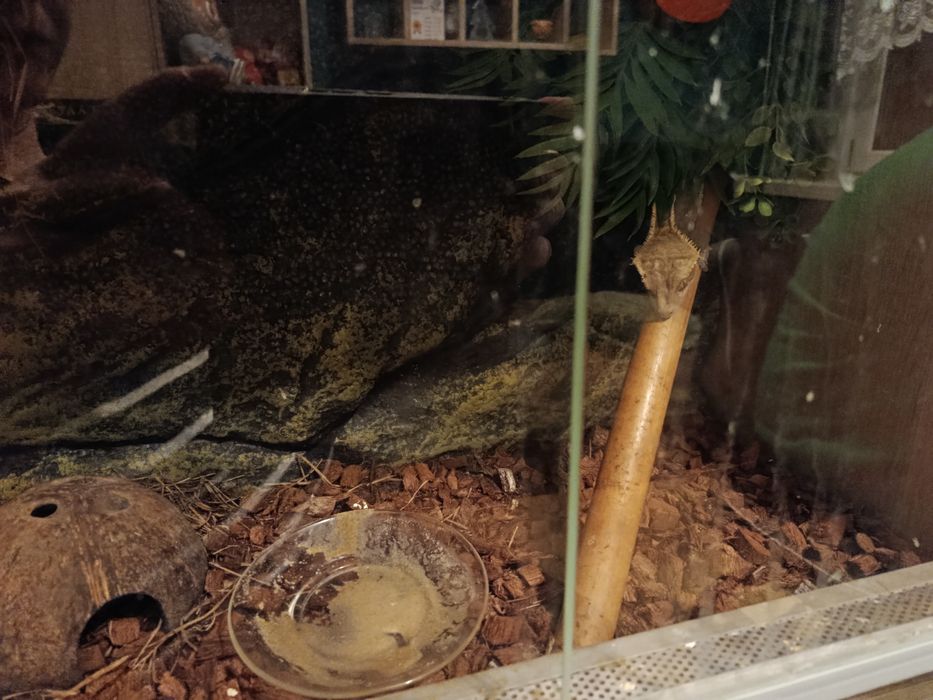 Gekon + terrarium 50x30x40