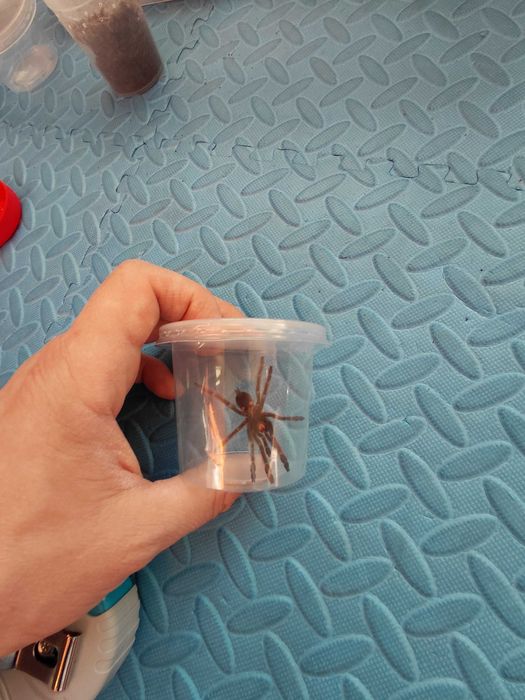 Ptasznik Psalmopoeus cambridgei