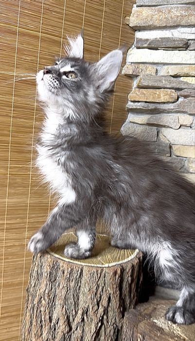 Хлопчик мейн-кун в чорному мармуровому забарвлені на сріблі