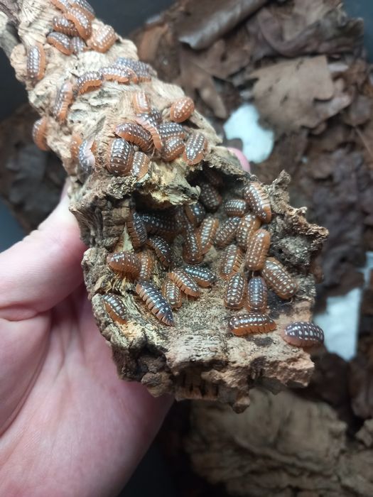 Isopody Armadillidium werneri / Porcellio laevis