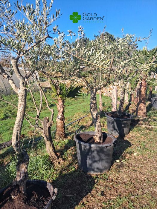 Oliveiras a Bom Preço