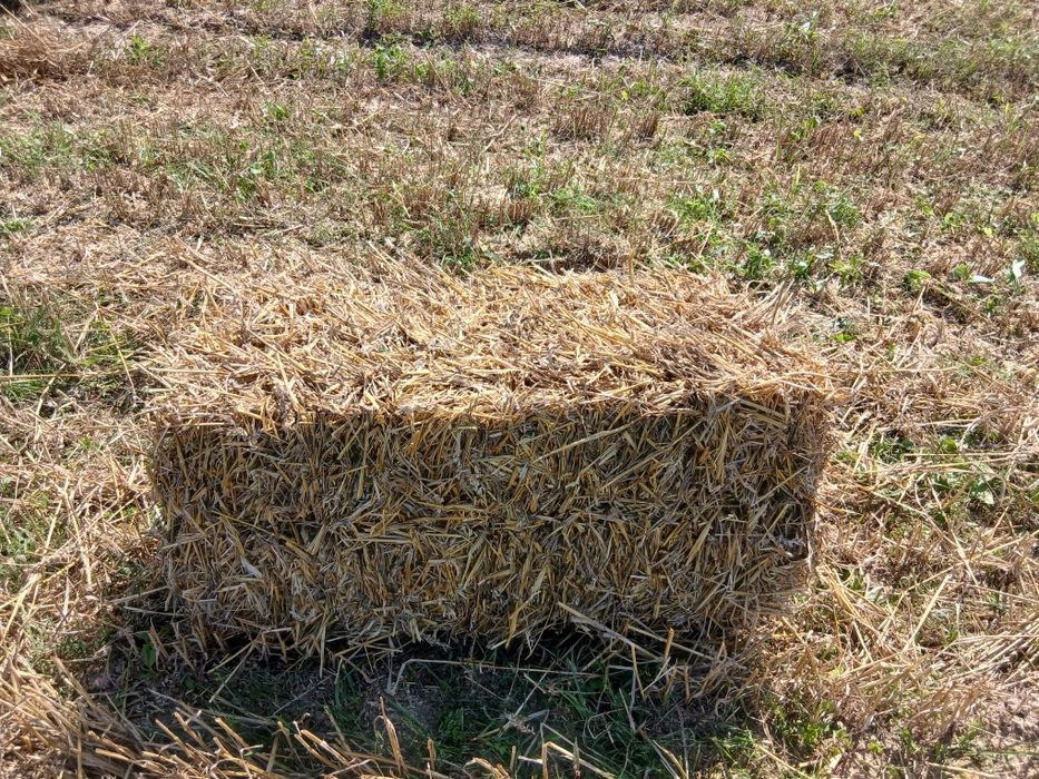 Продам тюки пшеничні