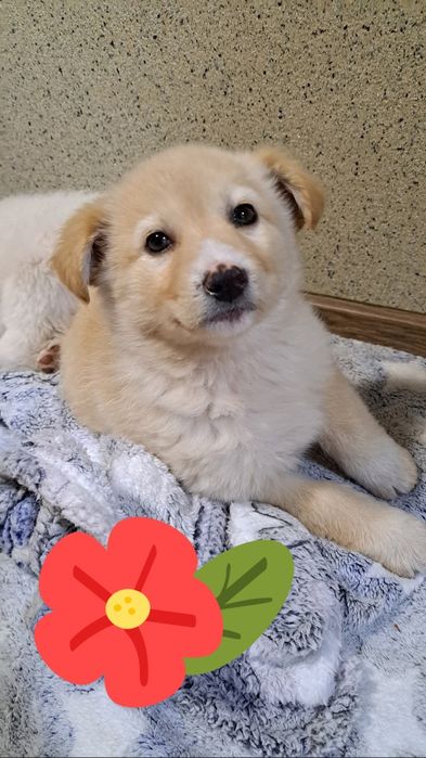 Собачата,чудові песодіти