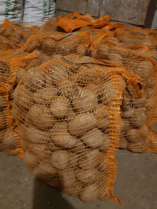 Ziemniaki jadalne  Corina, Michalina