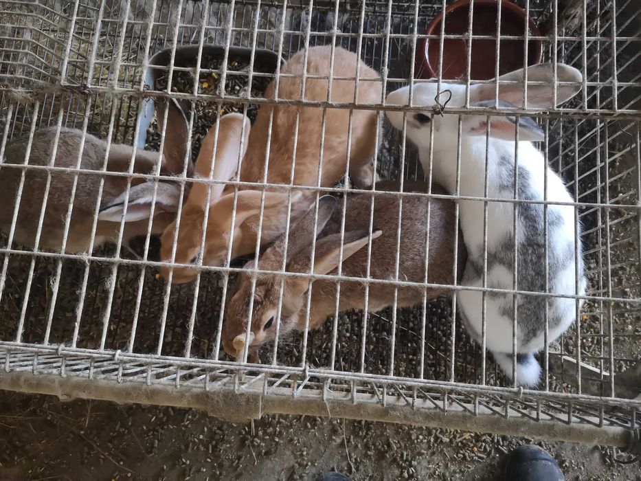Vende-se coelhos