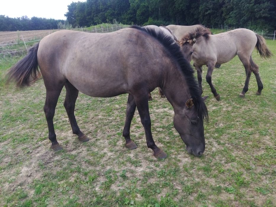 Nordica 3 letnia klacz konika polskiego